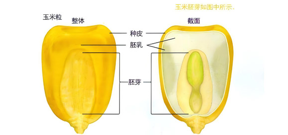 營養(yǎng)多樣性